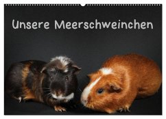 Unsere Meerschweinchen (Wandkalender 2026 DIN A2 quer), CALVENDO Monatskalender