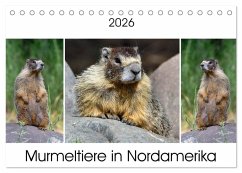 Cover Murmeltiere in Nordamerika (Tischkalender 2026 DIN A5 quer), CALVENDO Monatskalender