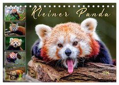 Kleiner Panda (Tischkalender 2026 DIN A5 quer), CALVENDO Monatskalender Kleiner Panda (Tischkalender 2026 DIN A5 quer), CALVENDO Monatskalender
