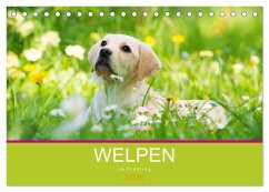 Welpen im Frühling (Tischkalender 2026 DIN A5 quer), CALVENDO Monatskalender Welpen im Frühling (Tischkalender 2026 DIN A5 quer), CALVENDO Monatskalender