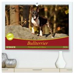 Bullterrier, Powerpakete auf 4 Pfoten (hochwertiger Premium Wandkalender 2026 DIN A2 quer), Kunstdruck in Hochglanz