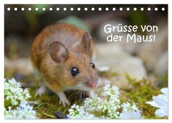 Grüsse von der Maus! (Tischkalender 2026 DIN A5 quer), CALVENDO Monatskalender Grüsse von der Maus! (Tischkalender 2026 DIN A5 quer), CALVENDO Monatskalender