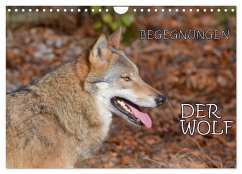 Begegnungen DER WOLF (Wandkalender 2026 DIN A4 quer), CALVENDO Monatskalender Begegnungen DER WOLF (Wandkalender 2026 DIN A4 quer), CALVENDO Monatskalender