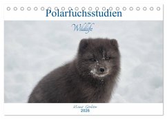 Polarfuchsstudien Wildlife (Tischkalender 2026 DIN A5 quer), CALVENDO Monatskalender