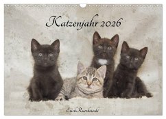 Katzenjahr 2026 (Wandkalender 2026 DIN A3 quer), CALVENDO Monatskalender