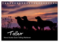 Toller - Nova Scotia Duck Tolling Retriever (Tischkalender 2026 DIN A5 quer), CALVENDO Monatskalender Toller - Nova Scotia Duck Tolling Retriever (Tischkalender 2026 DIN A5 quer), CALVENDO Monatskalender