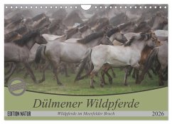 Dülmener Wildpferde - Wildpferde im Meerfelder Bruch (Wandkalender 2026 DIN A4 quer), CALVENDO Monatskalender
