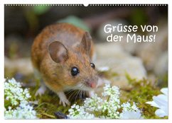 Grüsse von der Maus! (Wandkalender 2026 DIN A2 quer), CALVENDO Monatskalender Grüsse von der Maus! (Wandkalender 2026 DIN A2 quer), CALVENDO Monatskalender