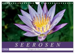 Seerosen - Königin der Gartenteiche (Wandkalender 2026 DIN A4 quer), CALVENDO Monatskalender Seerosen - Königin der Gartenteiche (Wandkalender 2026 DIN A4 quer), CALVENDO Monatskalender