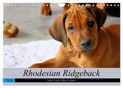 Rhodesian Ridgeback - eine Liebe fürs Leben (Wandkalender 2026 DIN A4 quer), CALVENDO Monatskalender