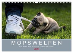 Mopswelpen (Wandkalender 2026 DIN A3 quer), CALVENDO Monatskalender