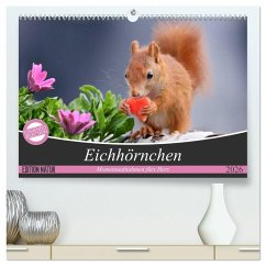 Cover Eichhörnchen Momentaufnahmen fürs Herz (hochwertiger Premium Wandkalender 2026 DIN A2 quer), Kunstdruck in Hochglanz