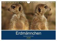 Cover Erdmännchen - Zusammen sind wir stark (Wandkalender 2026 DIN A4 quer), CALVENDO Monatskalender