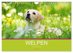 Welpen im Frühling (Wandkalender 2026 DIN A4 quer), CALVENDO Monatskalender Welpen im Frühling (Wandkalender 2026 DIN A4 quer), CALVENDO Monatskalender