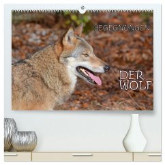 Begegnungen DER WOLF (hochwertiger Premium Wandkalender 2026 DIN A2 quer), Kunstdruck in Hochglanz Begegnungen DER WOLF (hochwertiger Premium Wandkalender 2026 DIN A2 quer), Kunstdruck in Hochglanz
