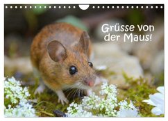 Grüsse von der Maus! (Wandkalender 2026 DIN A4 quer), CALVENDO Monatskalender Grüsse von der Maus! (Wandkalender 2026 DIN A4 quer), CALVENDO Monatskalender