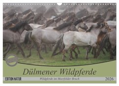 Dülmener Wildpferde - Wildpferde im Meerfelder Bruch (Wandkalender 2026 DIN A3 quer), CALVENDO Monatskalender