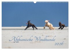 AFGHANISCHE WINDHUNDE 2026 (Wandkalender 2026 DIN A3 quer), CALVENDO Monatskalender