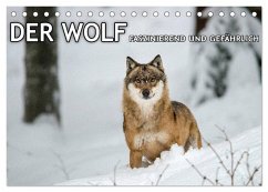 DER WOLF - faszinierend und gefährlich (Tischkalender 2026 DIN A5 quer), CALVENDO Monatskalender