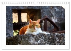 Cover Straßentiger auf Samtpfoten (Wandkalender 2026 DIN A4 quer), CALVENDO Monatskalender