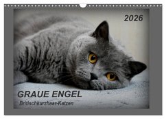 GRAUE ENGEL Britischkurzhaar-Katzen (Wandkalender 2026 DIN A3 quer), CALVENDO Monatskalender