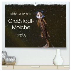 Mitten unter uns - Großstadt-Molche (hochwertiger Premium Wandkalender 2026 DIN A2 quer), Kunstdruck in Hochglanz Mitten unter uns - Großstadt-Molche (hochwertiger Premium Wandkalender 2026 DIN A2 quer), Kunstdruck in Hochglanz