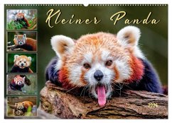 Kleiner Panda (Wandkalender 2026 DIN A2 quer), CALVENDO Monatskalender