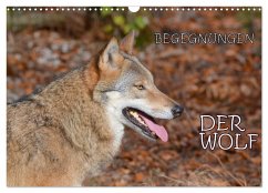 Begegnungen DER WOLF (Wandkalender 2026 DIN A3 quer), CALVENDO Monatskalender Begegnungen DER WOLF (Wandkalender 2026 DIN A3 quer), CALVENDO Monatskalender