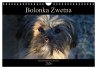 Bolonka Zwetna 2026 (Wandkalender 2026... - Bild 1