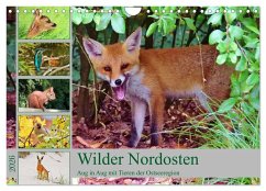 Cover Wilder Nordosten - Aug in Aug mit Tieren der Ostseeregion (Wandkalender 2026 DIN A4 quer), CALVENDO Monatskalender