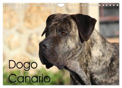 Cover Dogo Canario (Wandkalender 2026 DIN A4 quer), CALVENDO Monatskalender