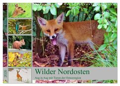 Cover Wilder Nordosten - Aug in Aug mit Tieren der Ostseeregion (Wandkalender 2026 DIN A3 quer), CALVENDO Monatskalender