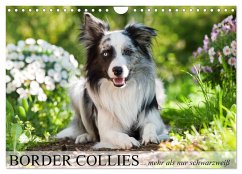 Border Collies - nicht nur schwarzweiß (Wandkalender 2026 DIN A4 quer), CALVENDO Monatskalender
