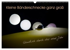 Kleine Bänderschnecke ganz groß - Gemütlich durch das neue Jahr (Wandkalender 2026 DIN A3 quer), CALVENDO Monatskalender Kleine Bänderschnecke ganz groß - Gemütlich durch das neue Jahr (Wandkalender 2026 DIN A3 quer), CALVENDO Monatskalender