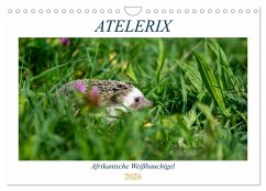 Cover Atelerix - Afrikanische Weißbauchigel (Wandkalender 2026 DIN A4 quer), CALVENDO Monatskalender