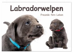 Labradorwelpen - Freunde fürs Leben (Wandkalender 2026 DIN A2 quer), CALVENDO Monatskalender