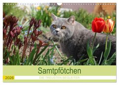 Cover Samtpfötchen - Die treusten Begleiter 2026 (Wandkalender 2026 DIN A3 quer), CALVENDO Monatskalender