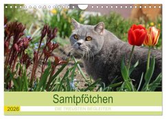 Cover Samtpfötchen - Die treusten Begleiter 2026 (Wandkalender 2026 DIN A4 quer), CALVENDO Monatskalender