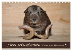 Meerschweinchen - Kleine süße Fellnasen (Wandkalender 2026 DIN A3 quer), CALVENDO Monatskalender