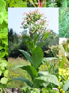 Cover Tisanes Grand-mère (eBook, ePUB)