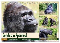 Flachlandgorillas in Apenheul (Tischkalender 2026 DIN A5 quer), CALVENDO Monatskalender Flachlandgorillas in Apenheul (Tischkalender 2026 DIN A5 quer), CALVENDO Monatskalender