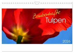 Zauberhafte Tulpen (Wandkalender 2026 DIN A4 quer), CALVENDO Monatskalender Zauberhafte Tulpen (Wandkalender 2026 DIN A4 quer), CALVENDO Monatskalender