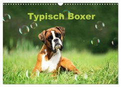 Typisch Boxer (Wandkalender 2026 DIN A3 quer), CALVENDO Monatskalender