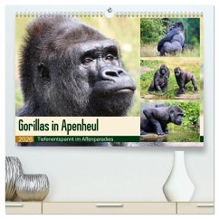 Flachlandgorillas in Apenheul (hochwertiger Premium Wandkalender 2026 DIN A2 quer), Kunstdruck in Hochglanz Flachlandgorillas in Apenheul (hochwertiger Premium Wandkalender 2026 DIN A2 quer), Kunstdruck in Hochglanz