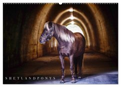 Shetlandpony Kalender (Wandkalender 2026 DIN A2 quer), CALVENDO Monatskalender