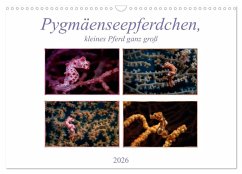 Cover Pygmäenseepferdchen, kleines Pferd ganz groß (Wandkalender 2026 DIN A3 quer), CALVENDO Monatskalender