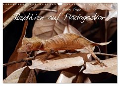 Reptilien auf Madagaskar (Wandkalender 2026 DIN A3 quer), CALVENDO Monatskalender Reptilien auf Madagaskar (Wandkalender 2026 DIN A3 quer), CALVENDO Monatskalender