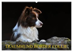 Traumhund Border Collie (Wandkalender 2026 DIN A2 quer), CALVENDO Monatskalender