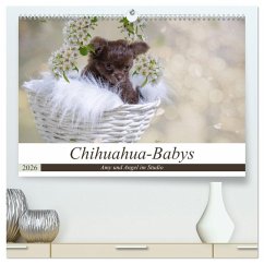 Chihuahua-Babys - Amy und Angel im Studio (hochwertiger Premium Wandkalender 2026 DIN A2 quer), Kunstdruck in Hochglanz Chihuahua-Babys - Amy und Angel im Studio (hochwertiger Premium Wandkalender 2026 DIN A2 quer), Kunstdruck in Hochglanz