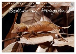 Reptilien auf Madagaskar (Wandkalender 2026 DIN A4 quer), CALVENDO Monatskalender Reptilien auf Madagaskar (Wandkalender 2026 DIN A4 quer), CALVENDO Monatskalender